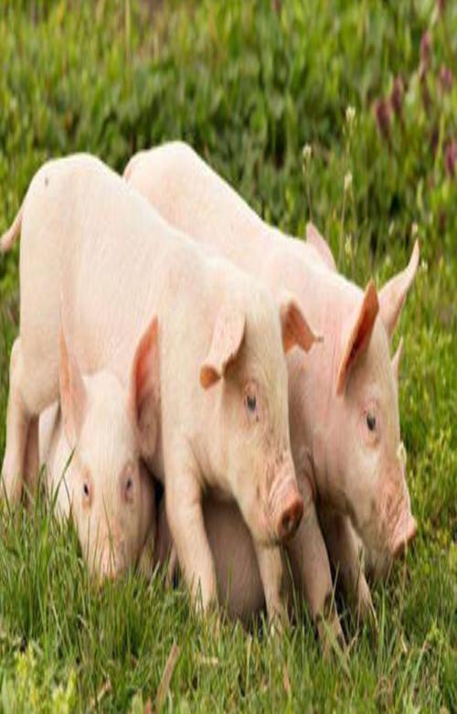猪业新闻-生猪养殖-养猪行业新闻|新闻中心|搜猪网_中国生猪预警网